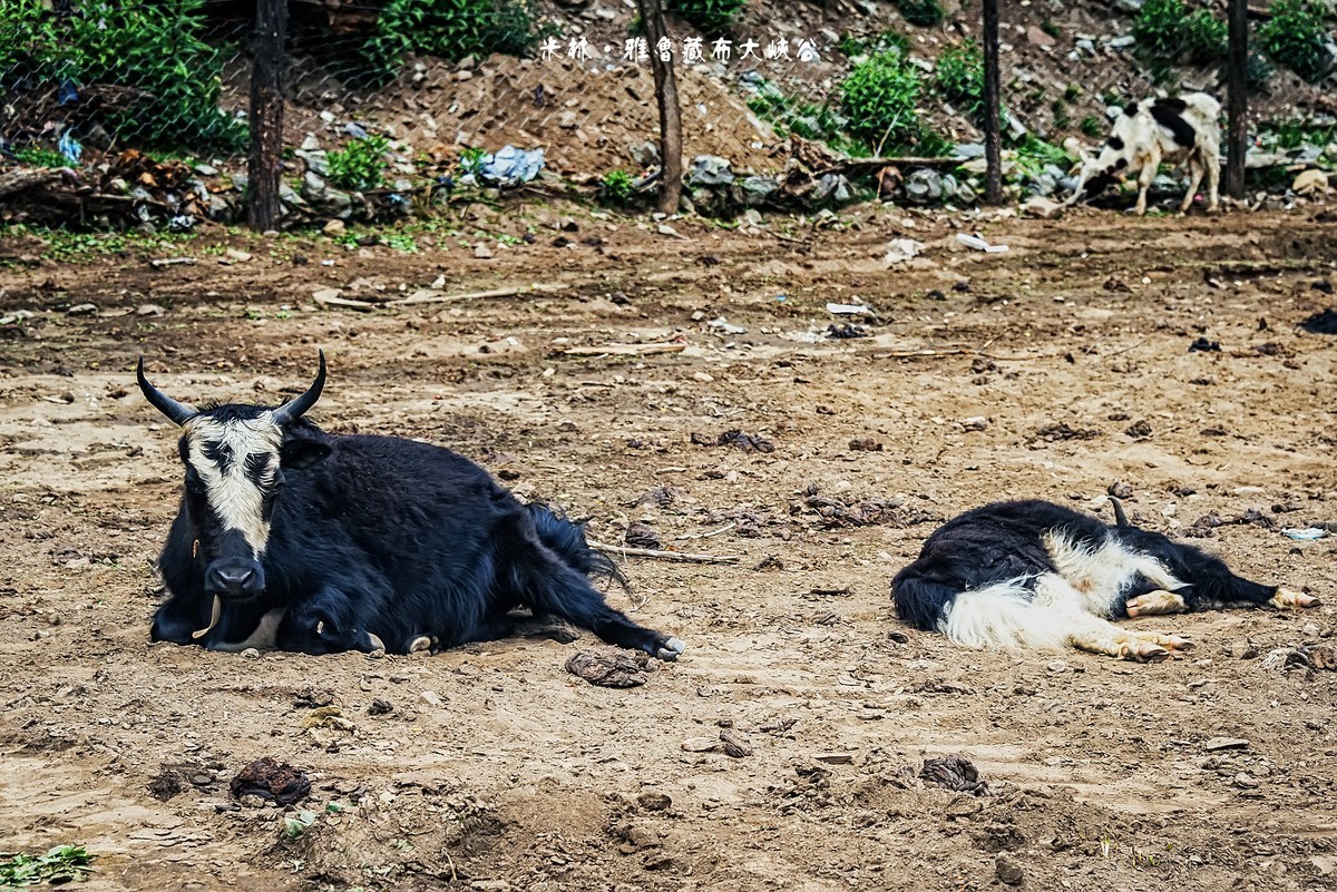 雅鲁藏布大峡谷