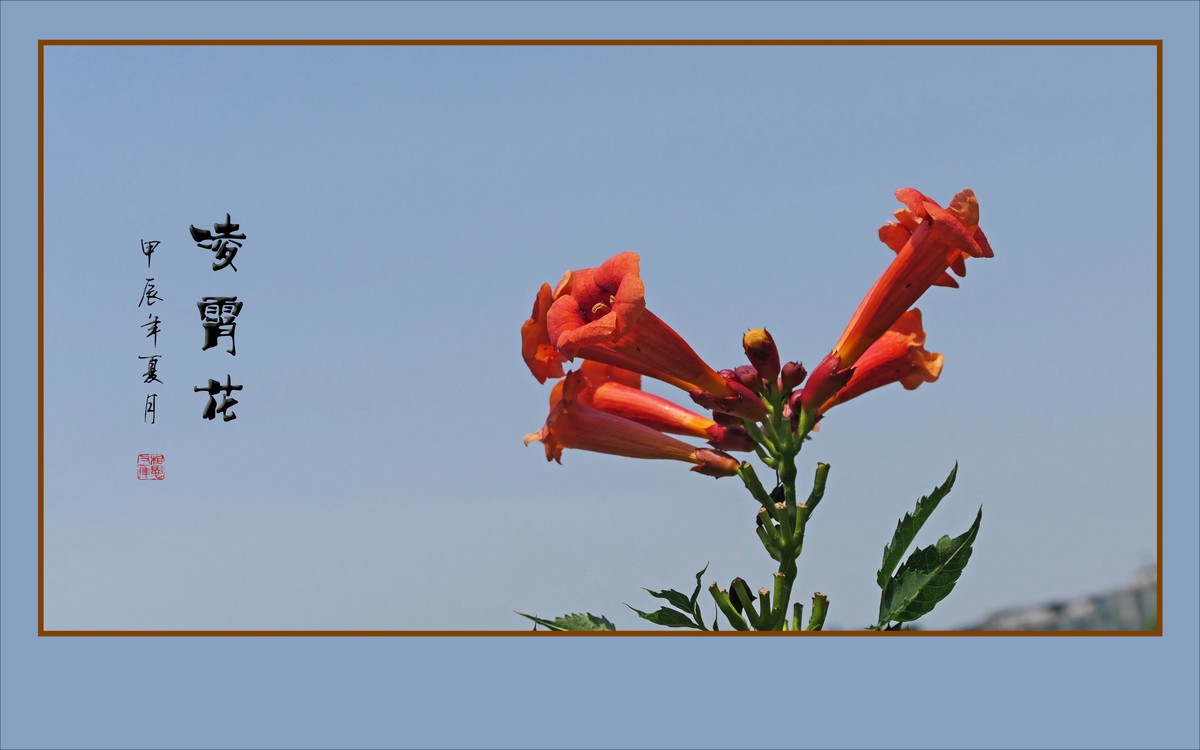 蓝天下火红的凌霄花