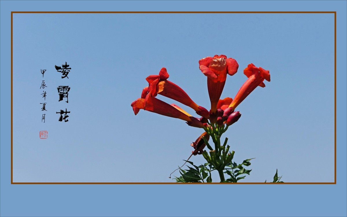 蓝天下火红的凌霄花