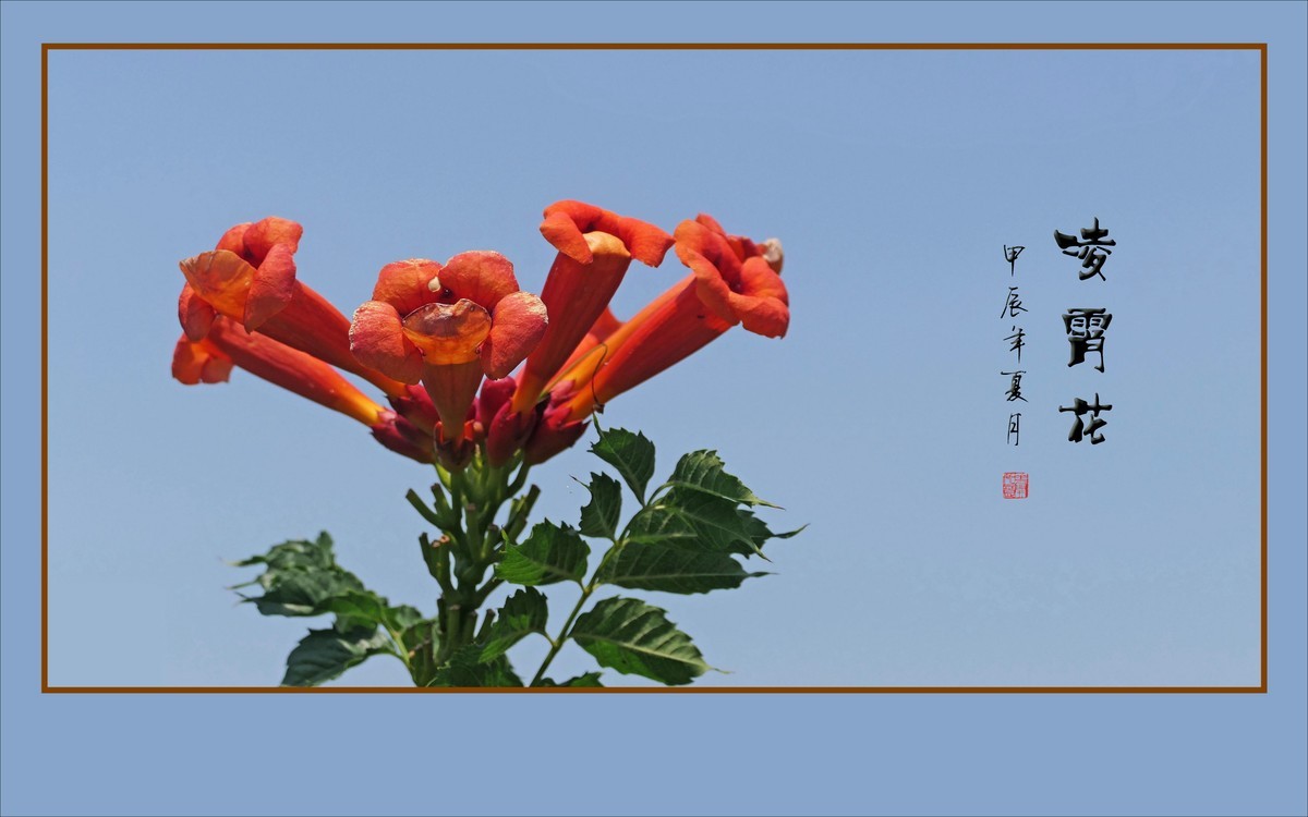 蓝天下火红的凌霄花