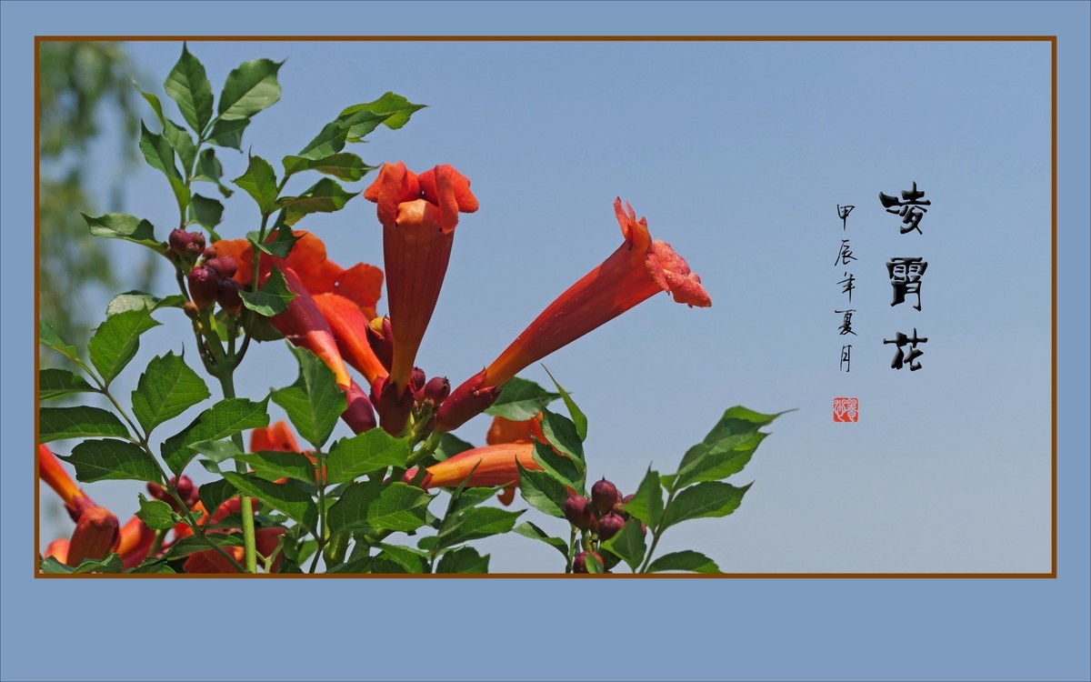 蓝天下火红的凌霄花