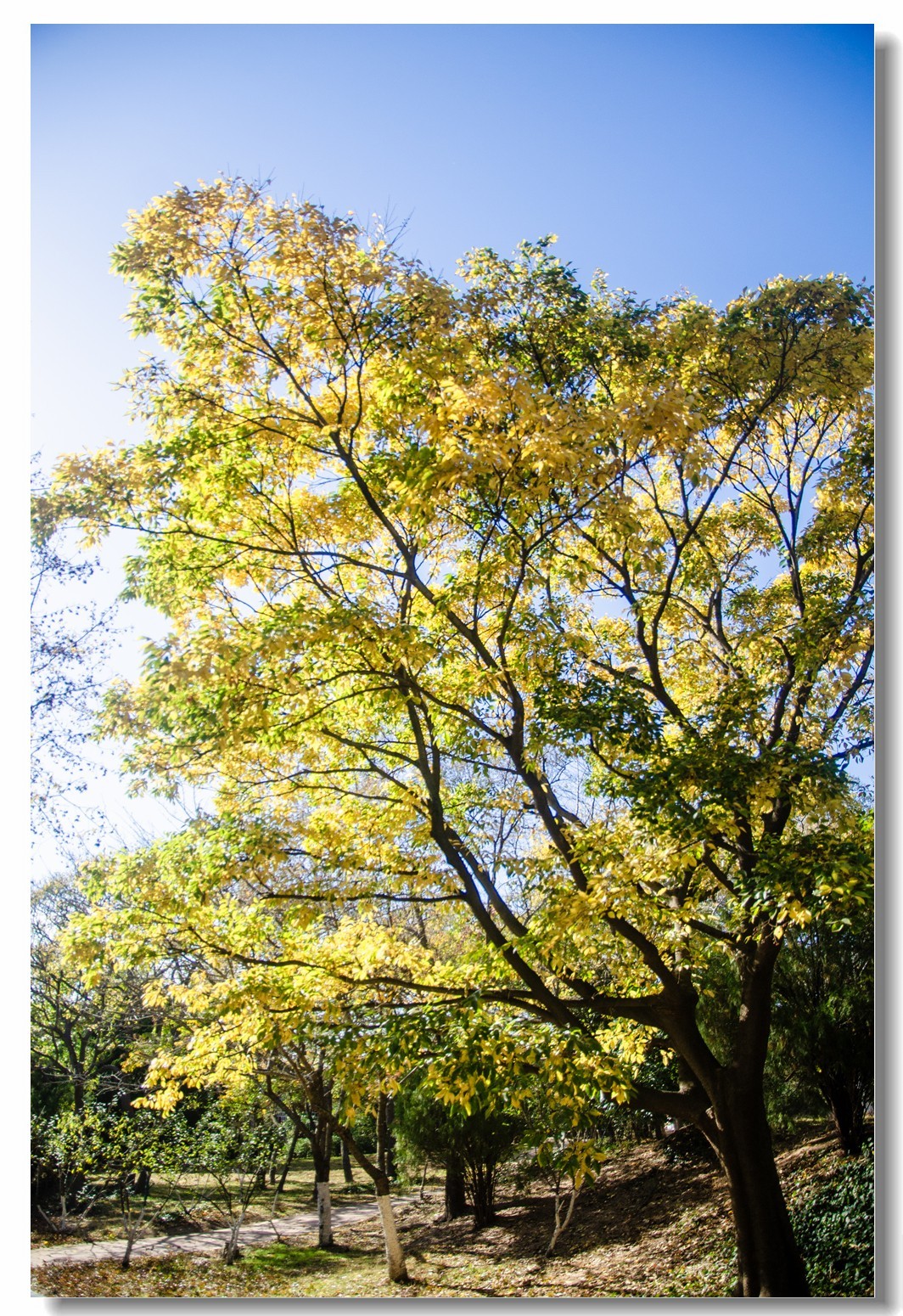 秋色渐浓（四）