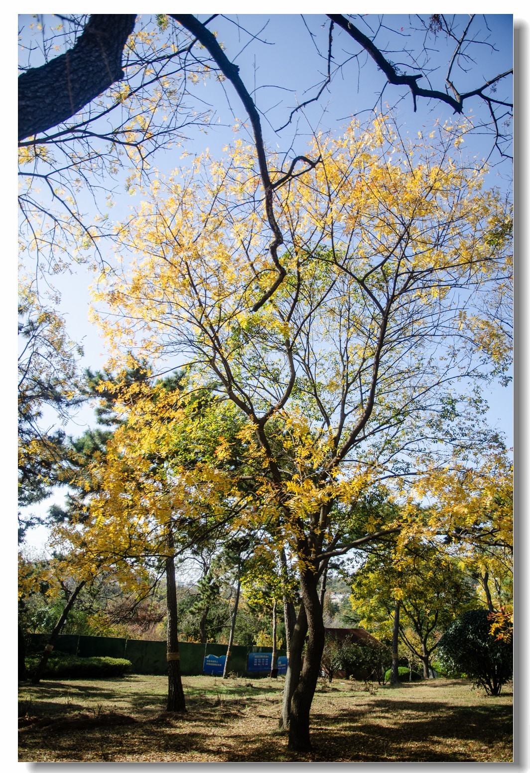 秋色渐浓（四）