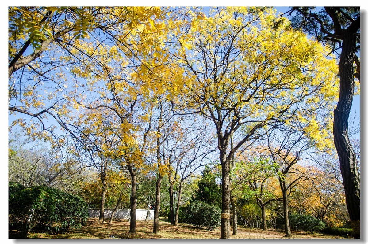 秋色渐浓（四）