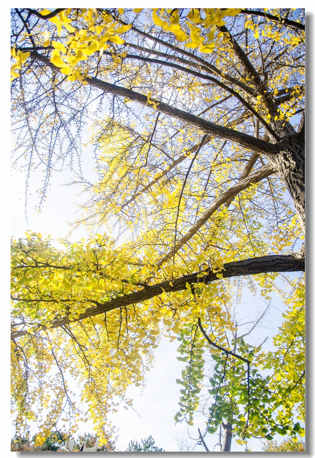 秋色渐浓（四）