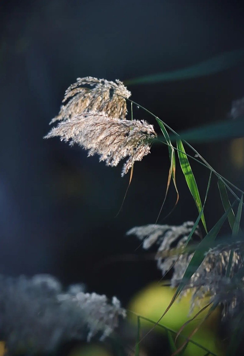 芦苇--长沙芭溪州