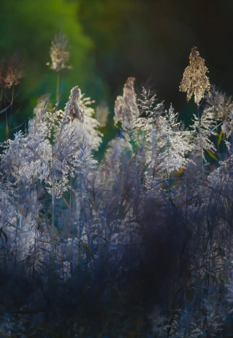 芦苇--长沙芭溪州