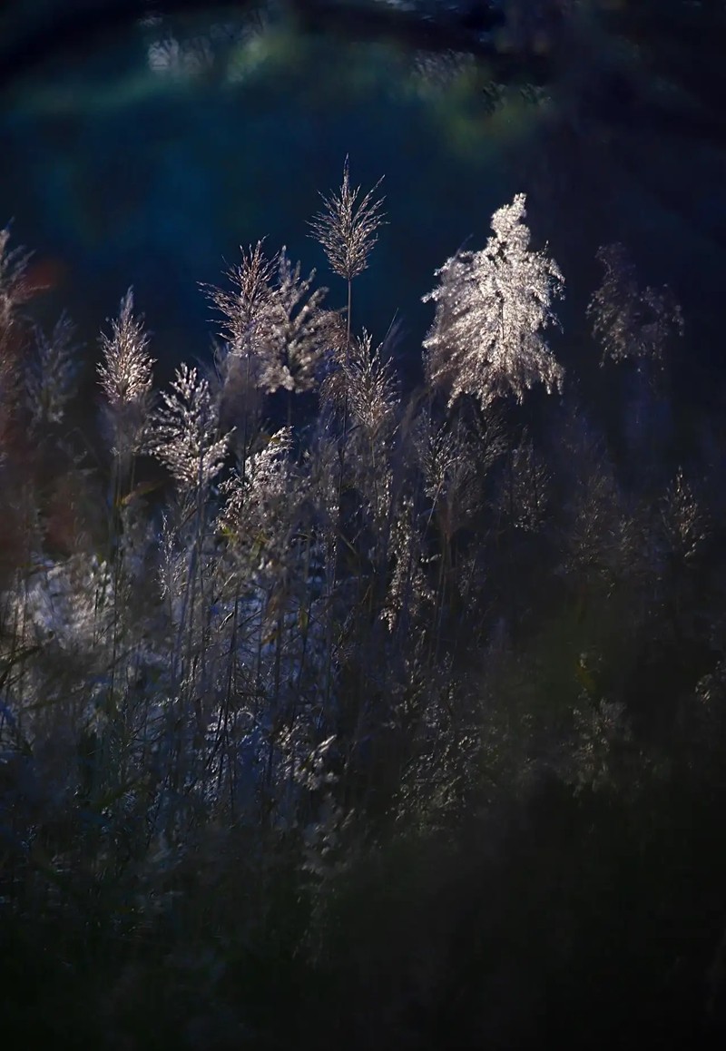 芦苇--长沙芭溪州