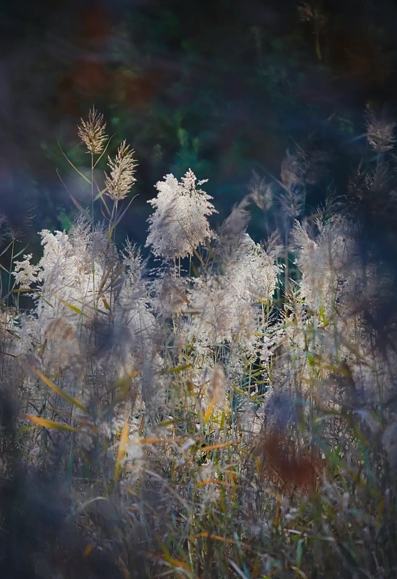 芦苇--长沙芭溪州