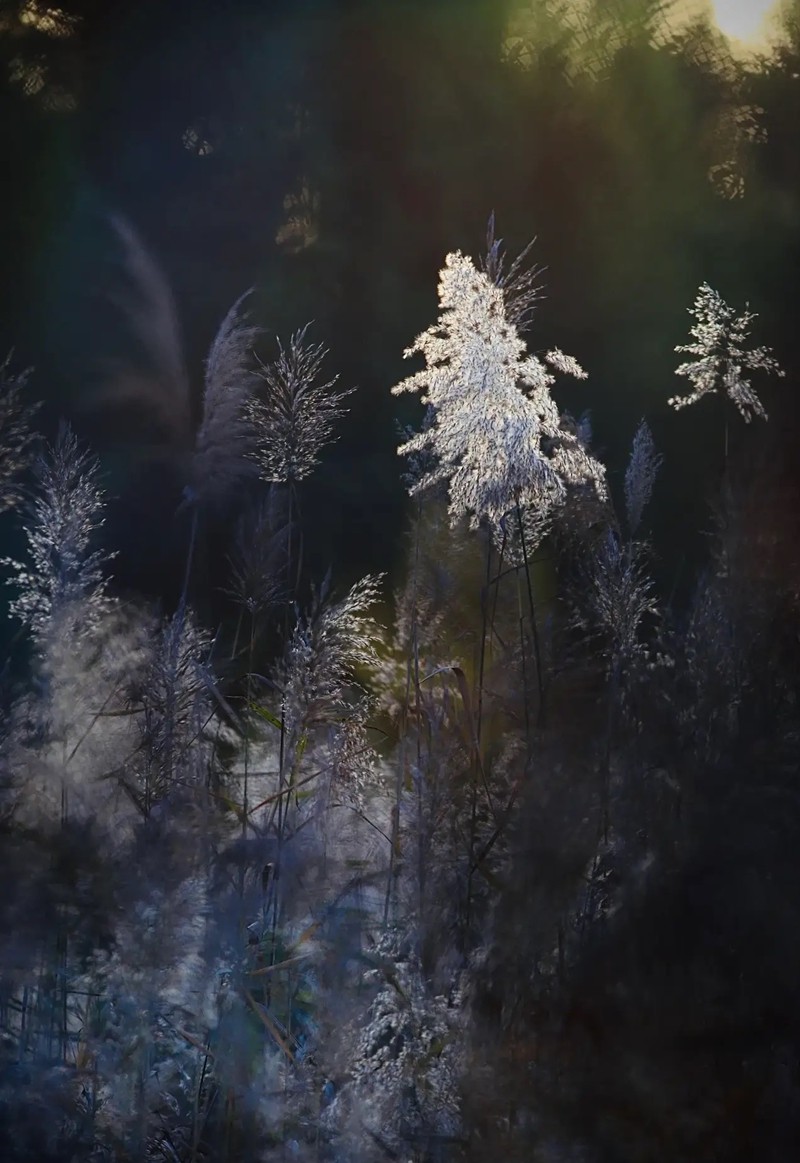 芦苇--长沙芭溪州