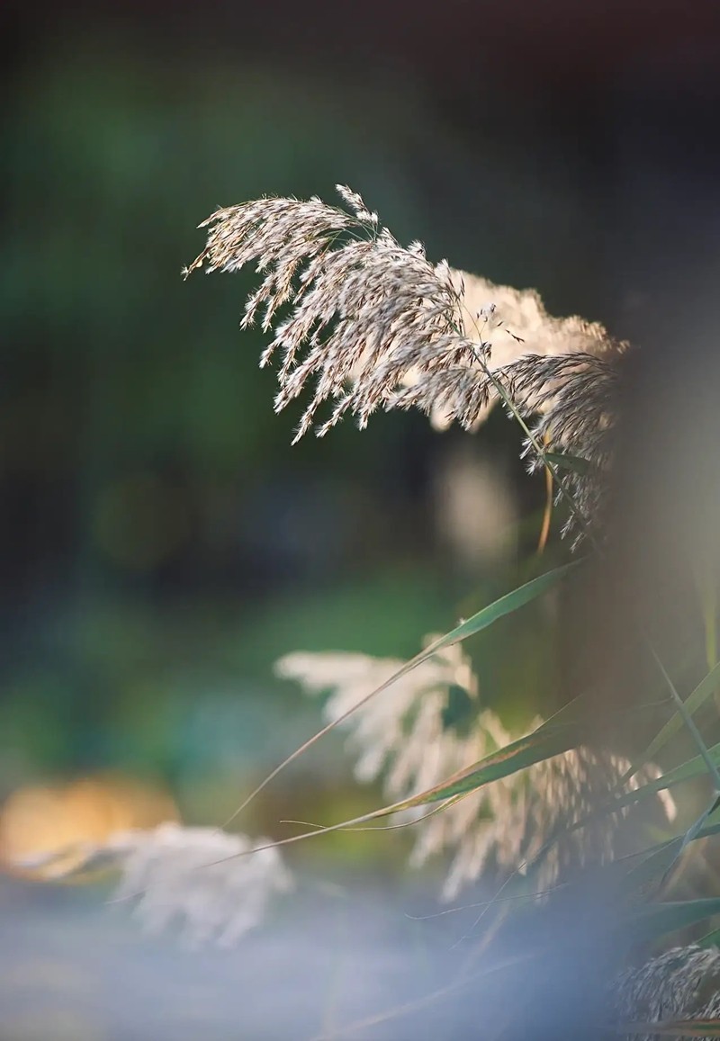 芦苇--长沙芭溪州