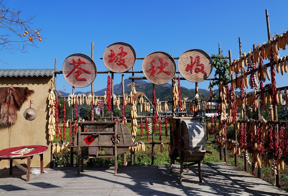 永嘉苍坡秋收(2)