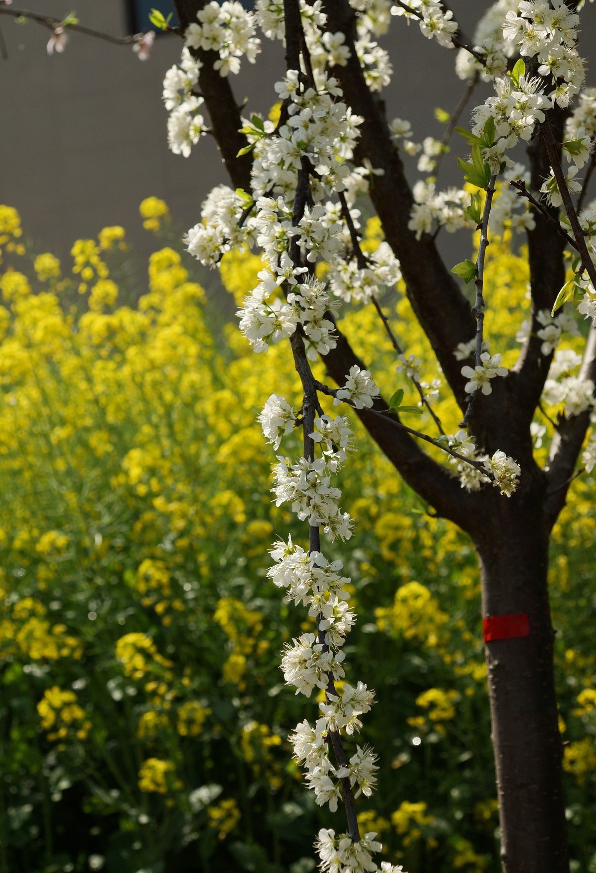 农 家 屋 前 花 灿 烂