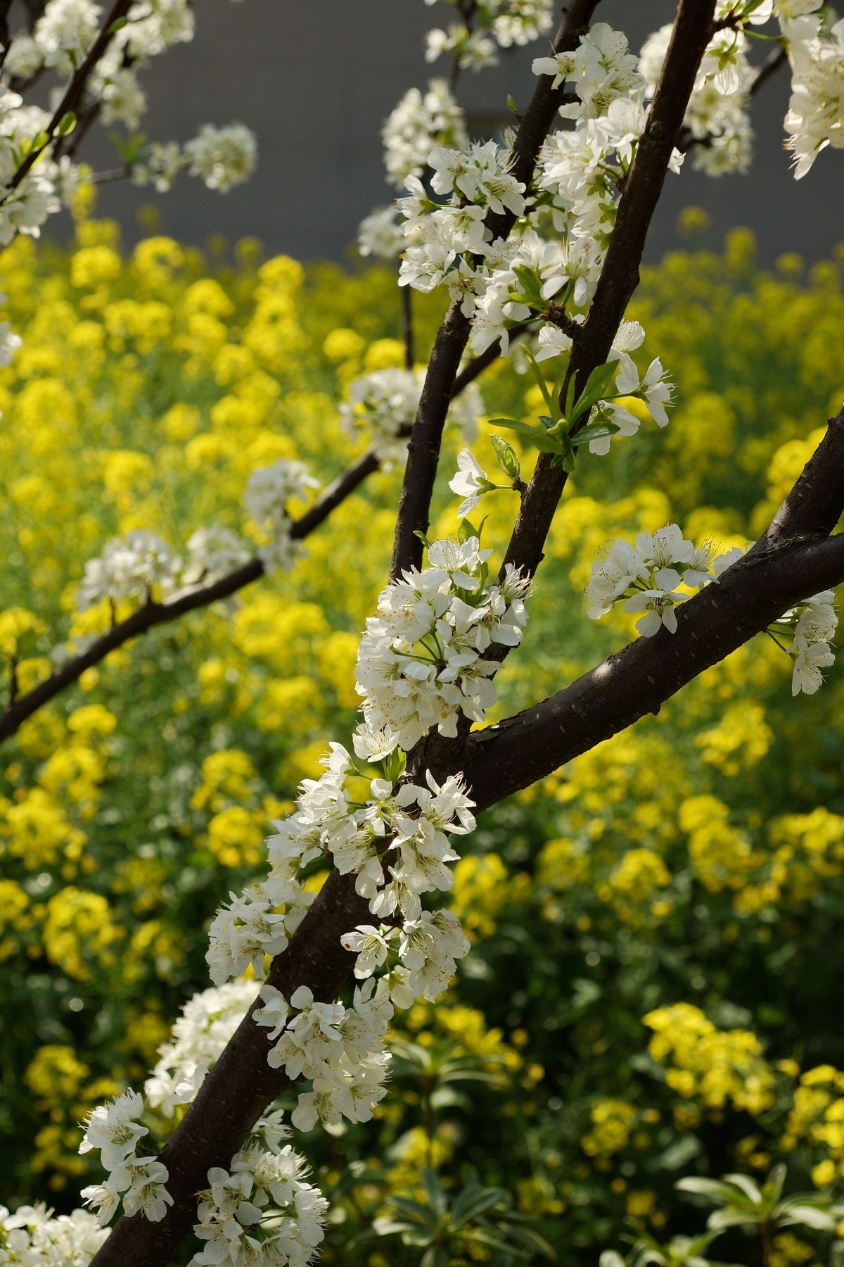 农 家 屋 前 花 灿 烂