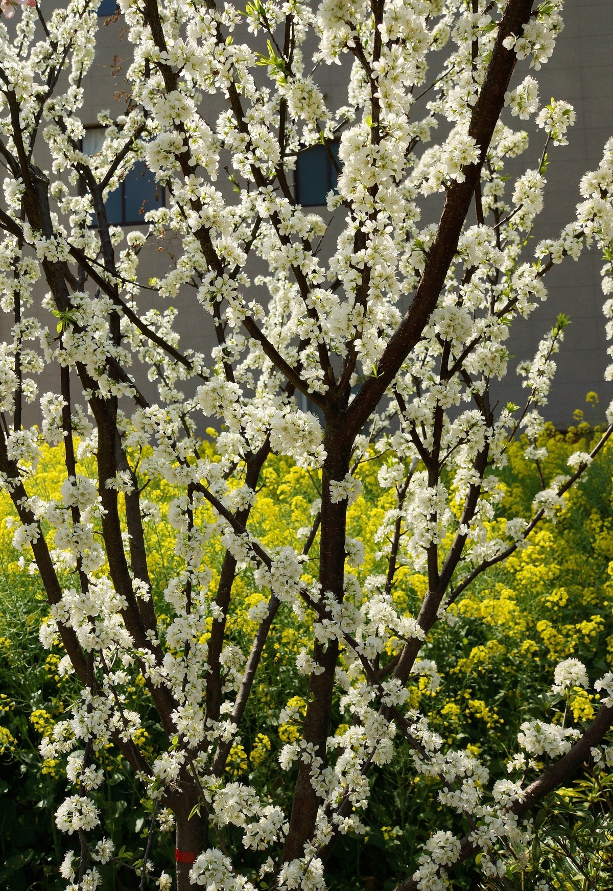 农 家 屋 前 花 灿 烂