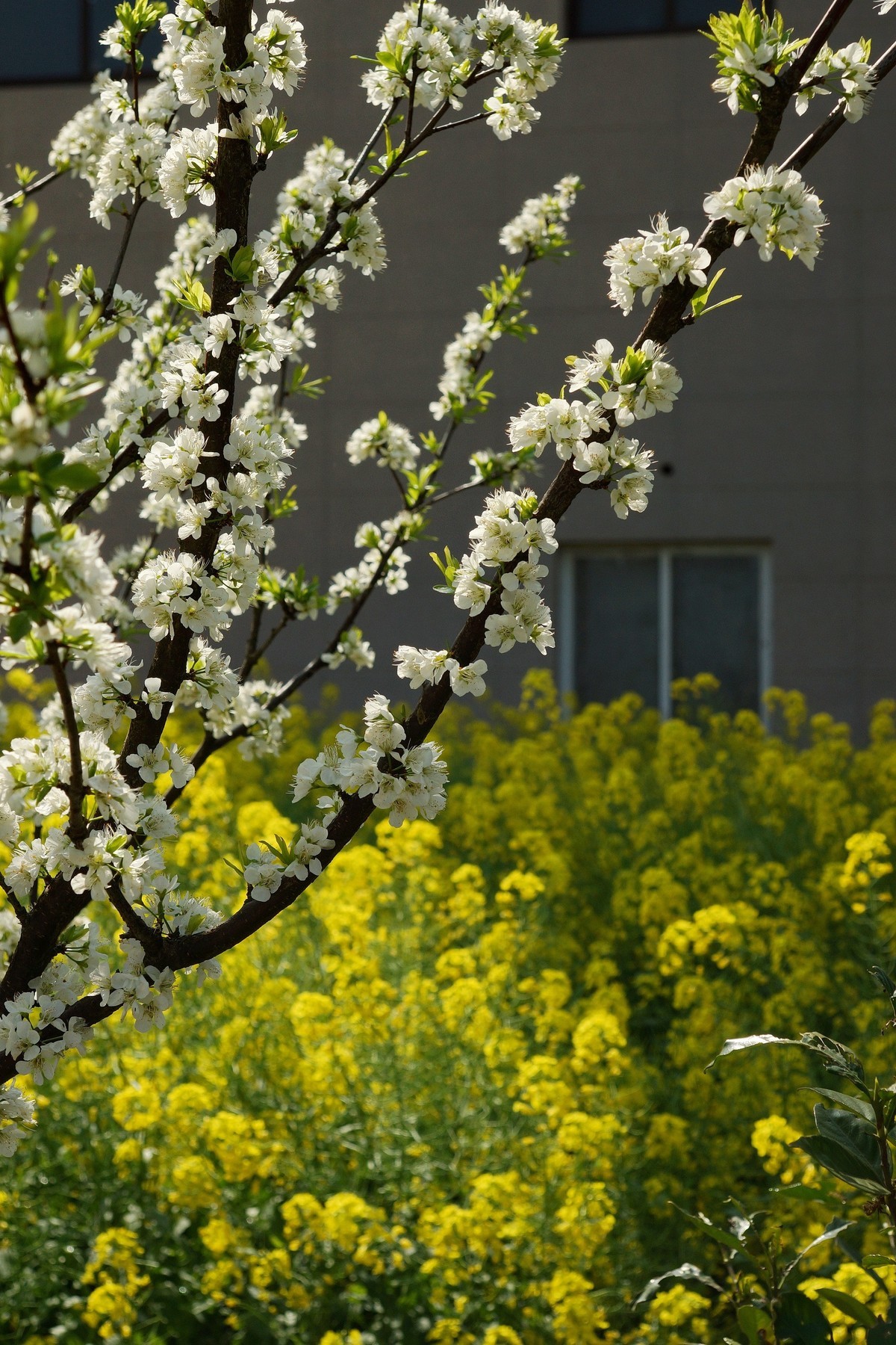 农 家 屋 前 花 灿 烂