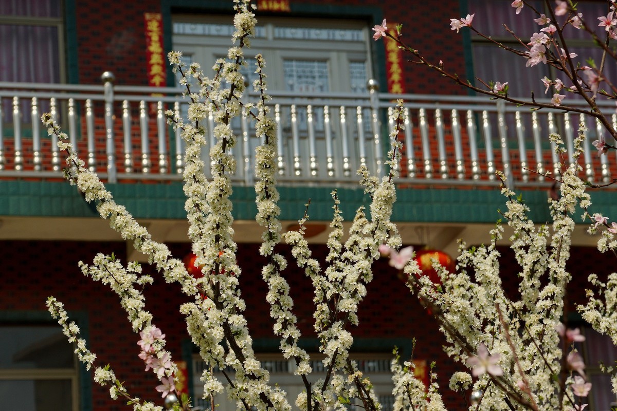 农 家 屋 前 花 灿 烂