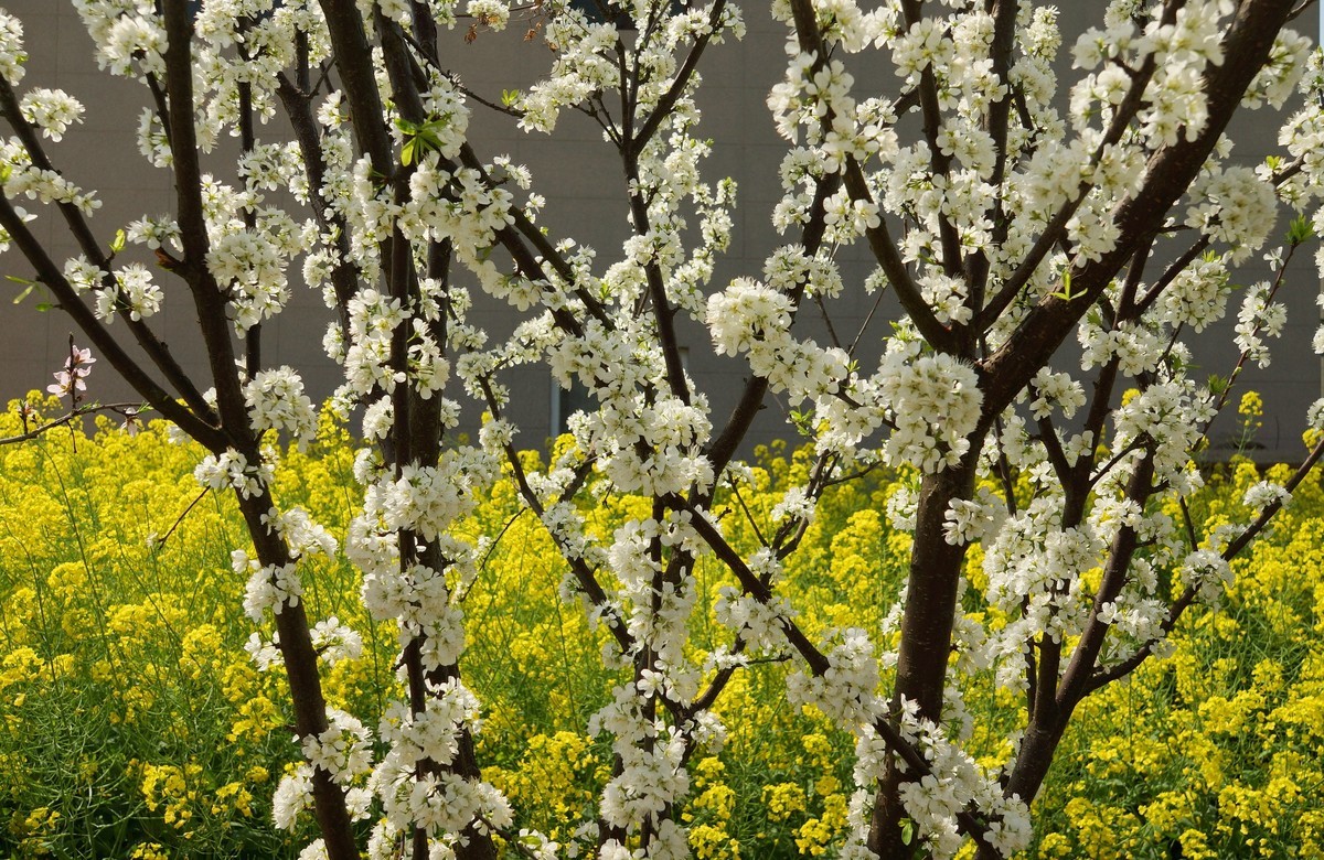 农 家 屋 前 花 灿 烂
