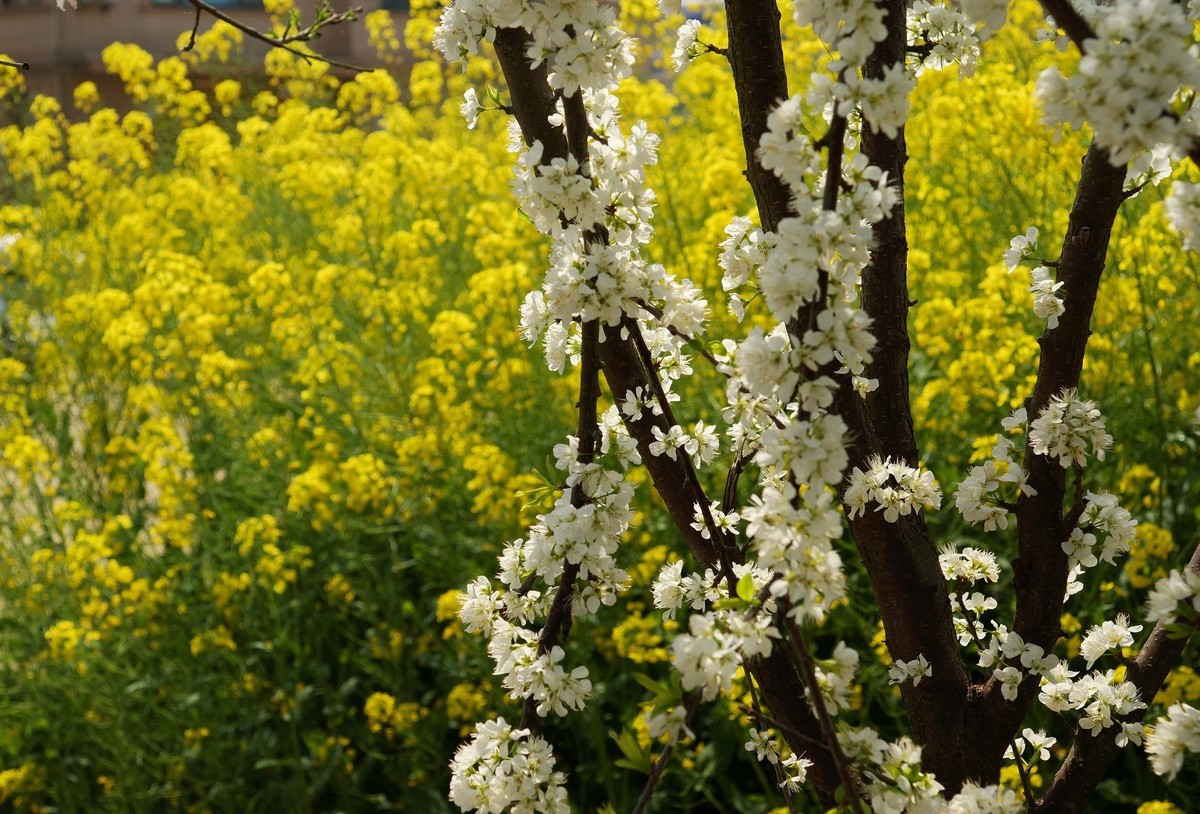 农 家 屋 前 花 灿 烂