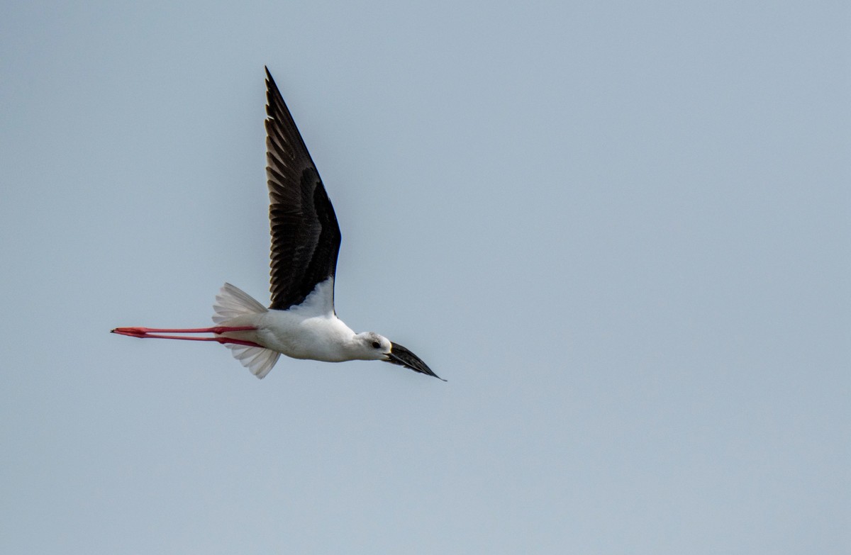 超模--长腿鹬（二十九）