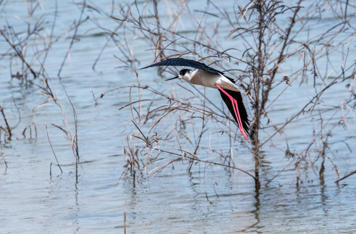 超模--长腿鹬（二十九）