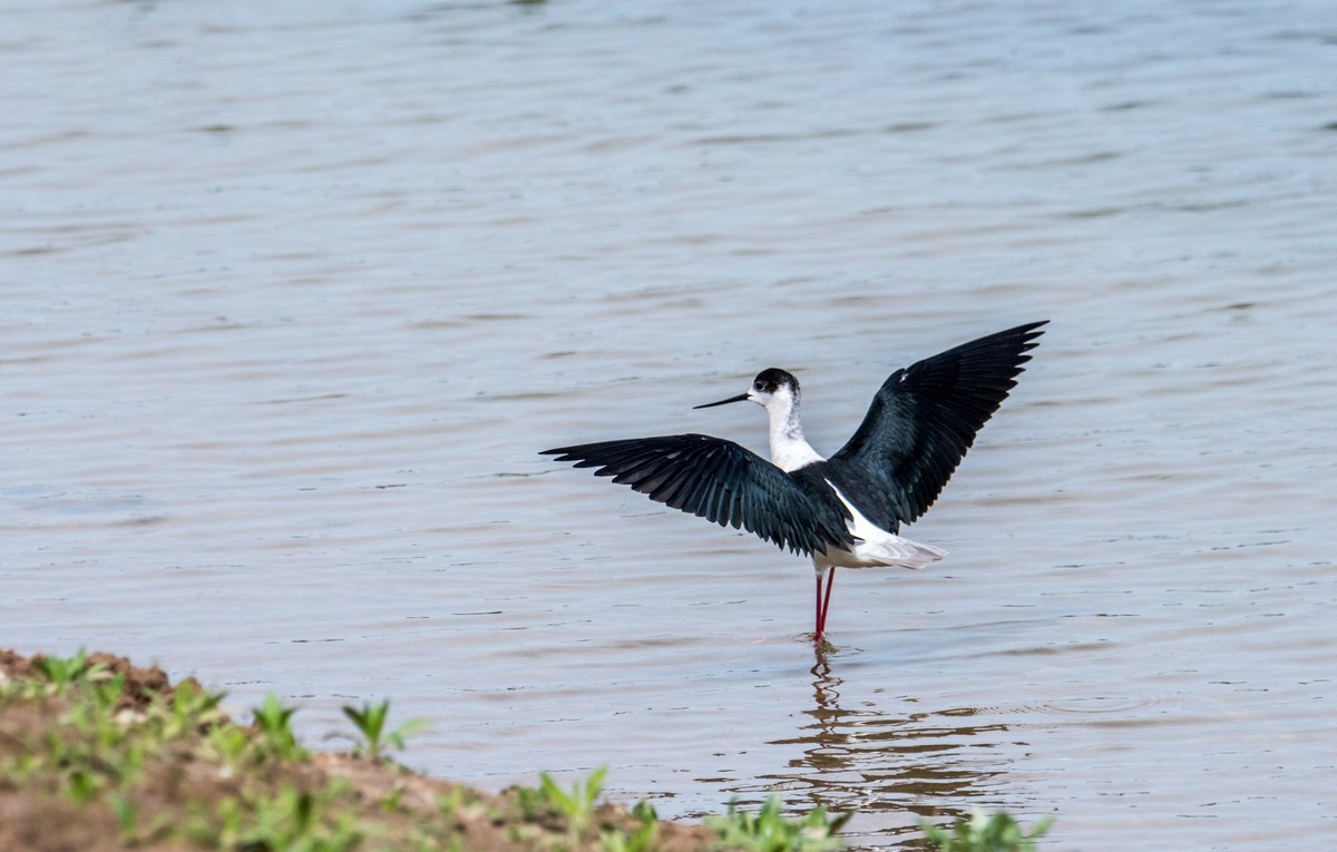 超模--长腿鹬（二十九）