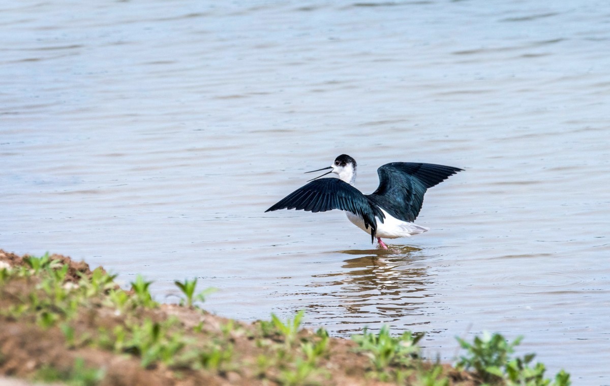 超模--长腿鹬（二十九）