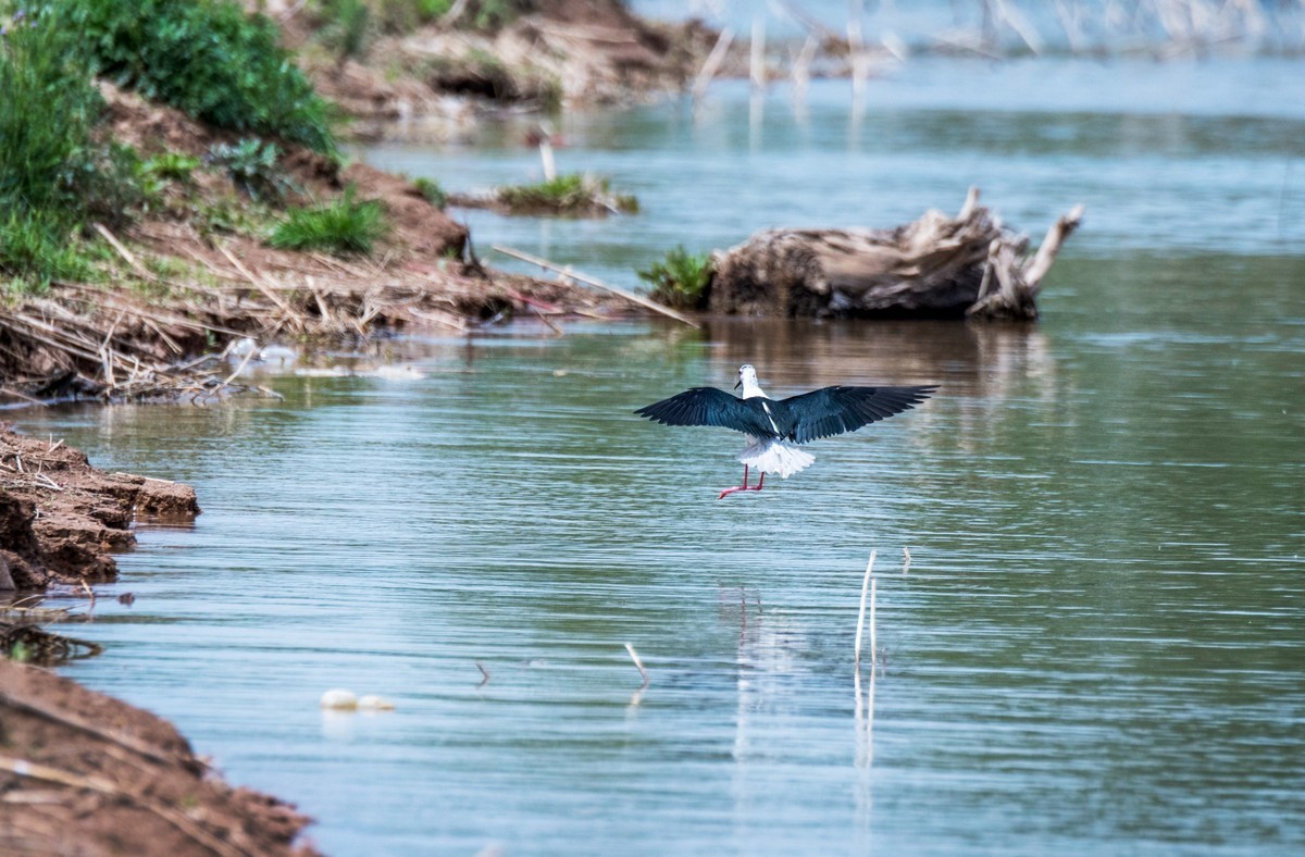 超模--长腿鹬（二十九）