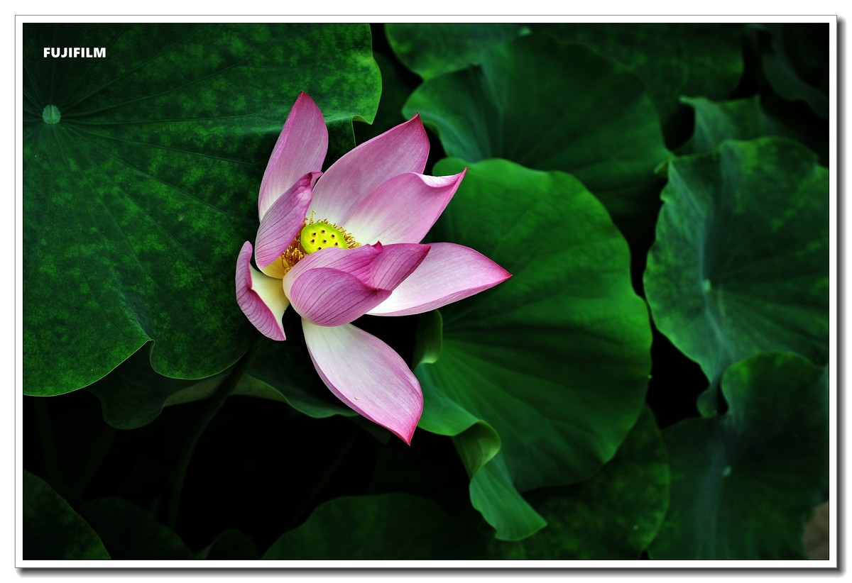 荷塘拍花······