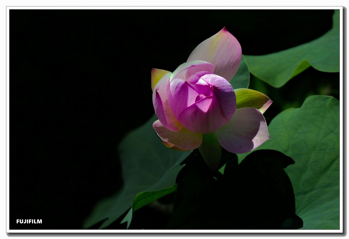 荷塘拍花······