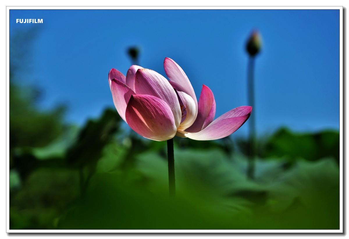 荷塘拍花······