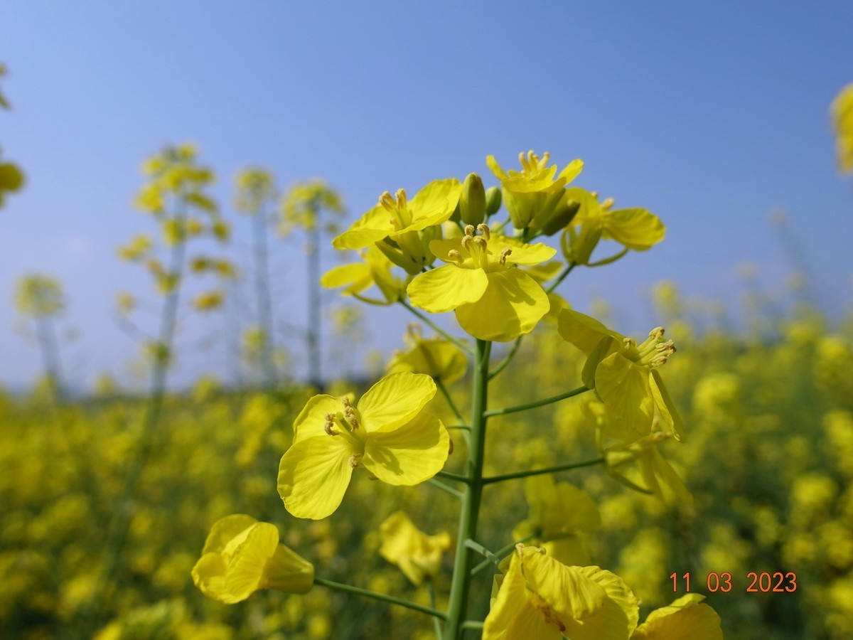 菜籽花花辉黄