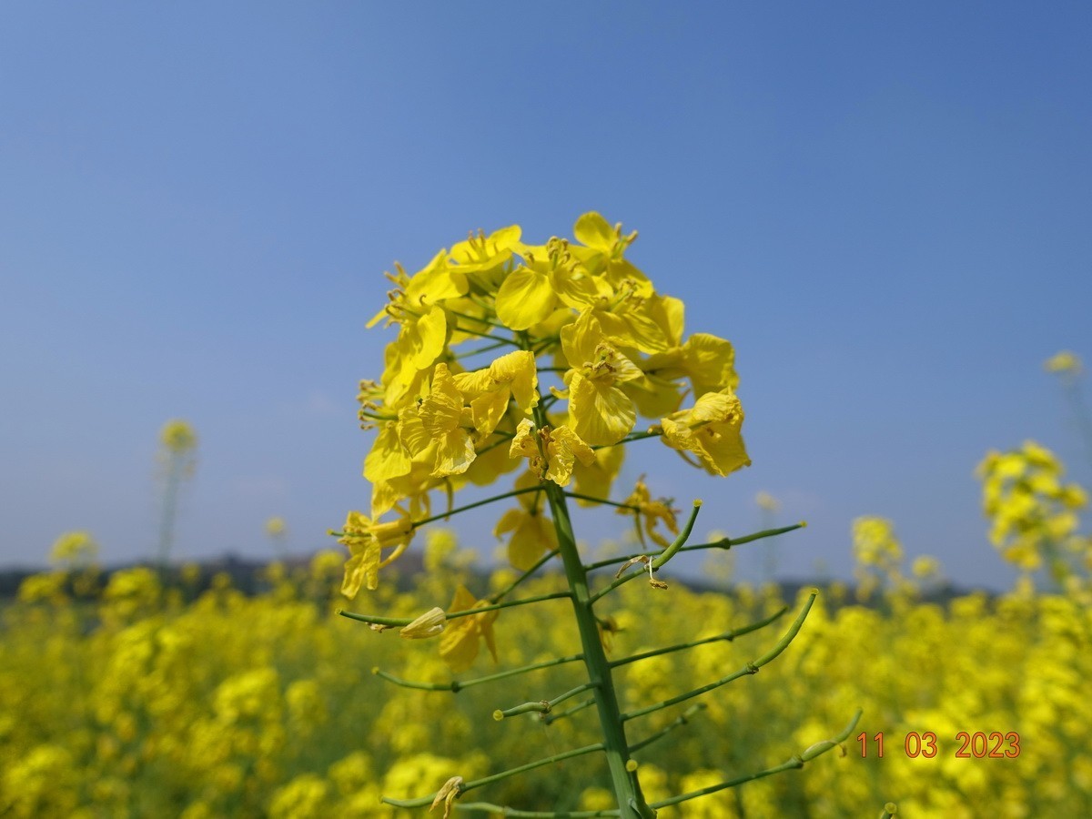 菜籽花花辉黄