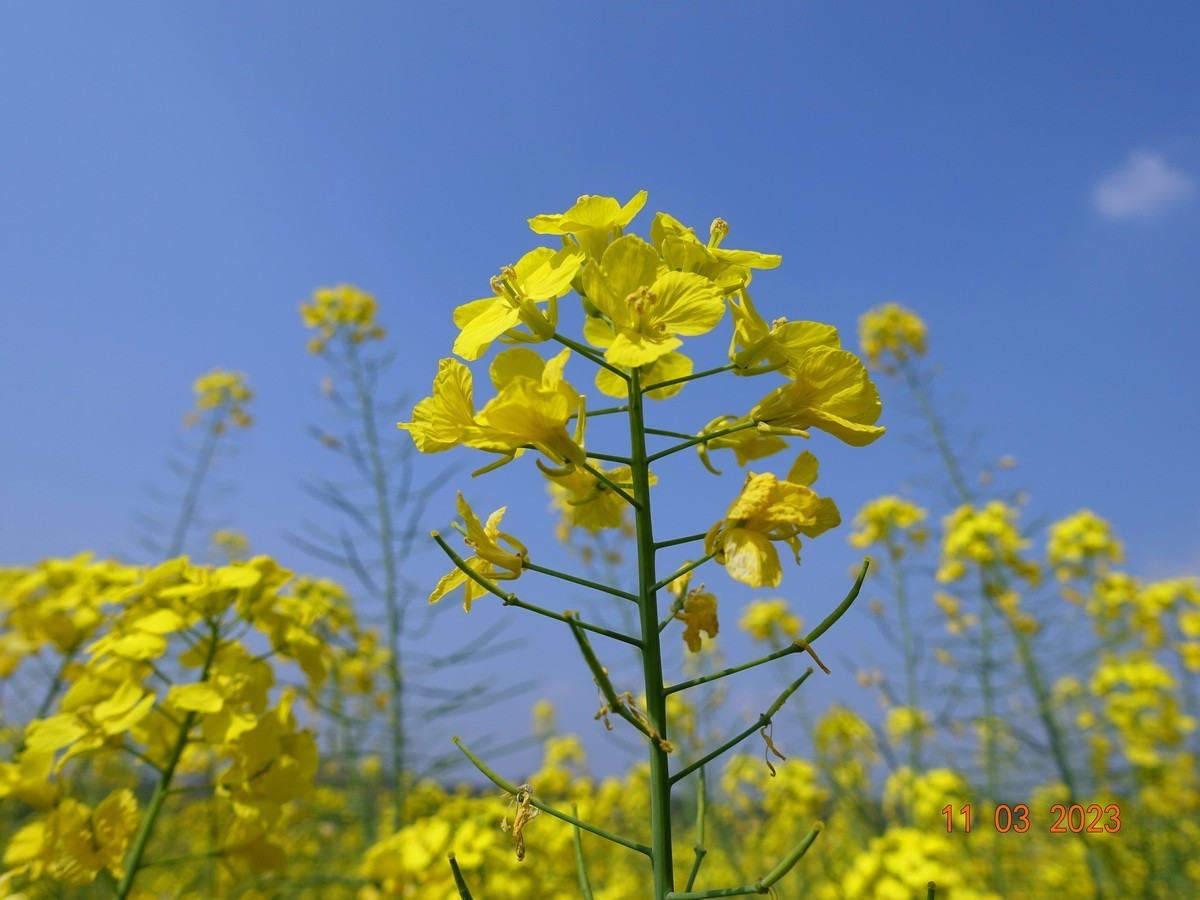 菜籽花花辉黄