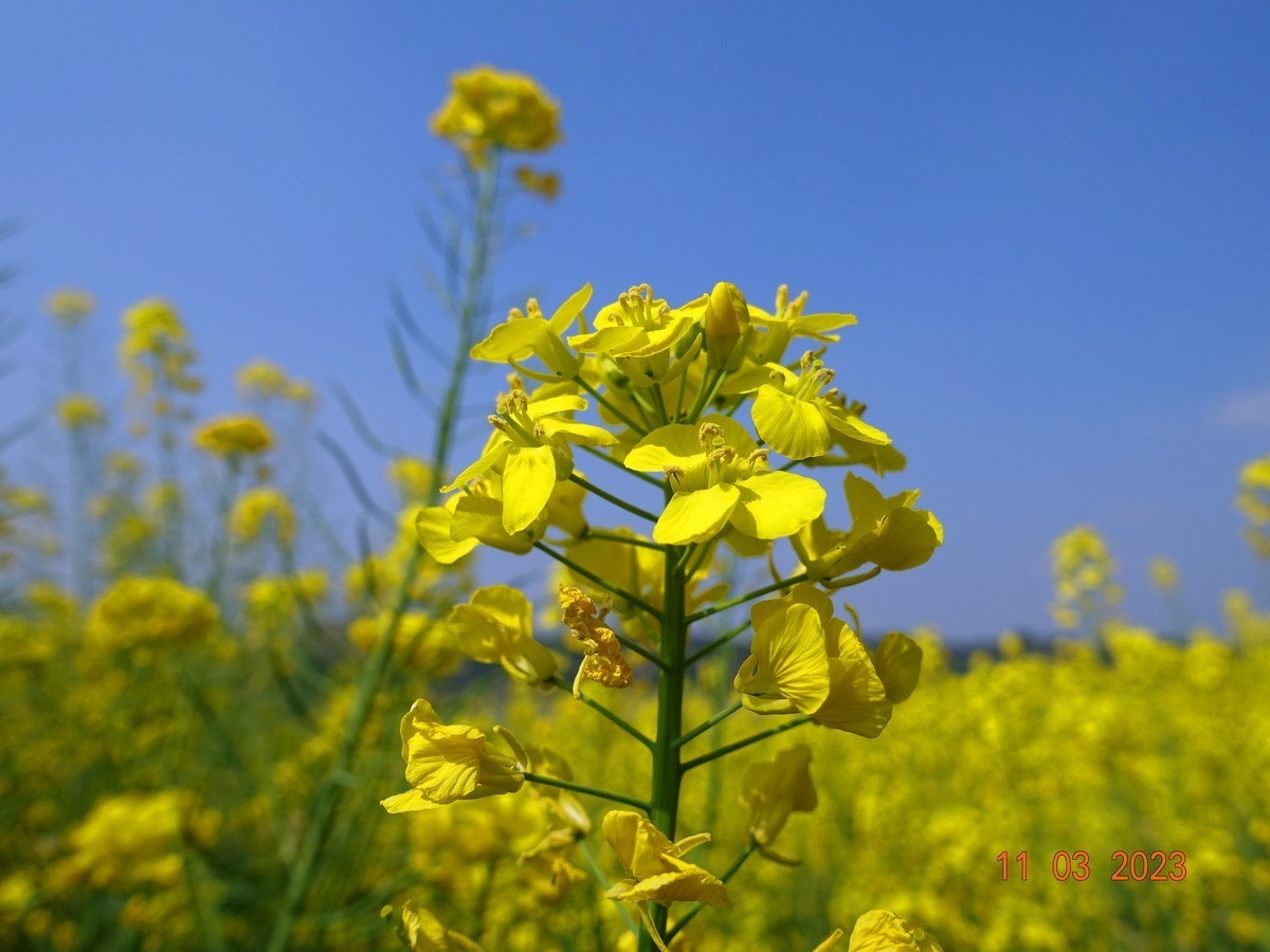 菜籽花花辉黄