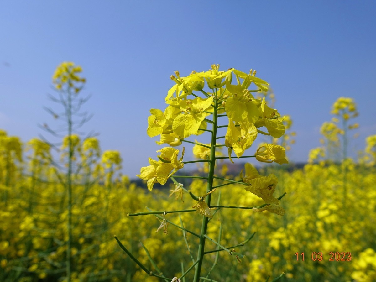 菜籽花花辉黄