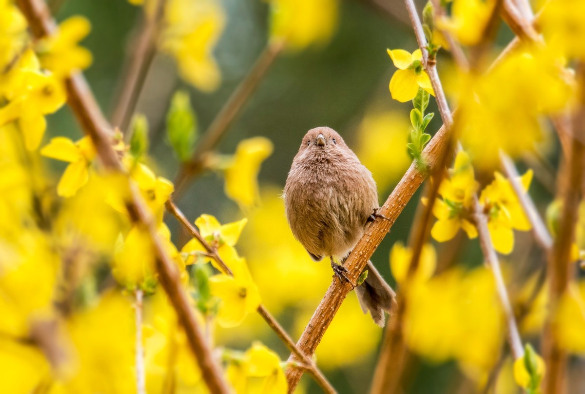 春天的粽头鸦雀（一）