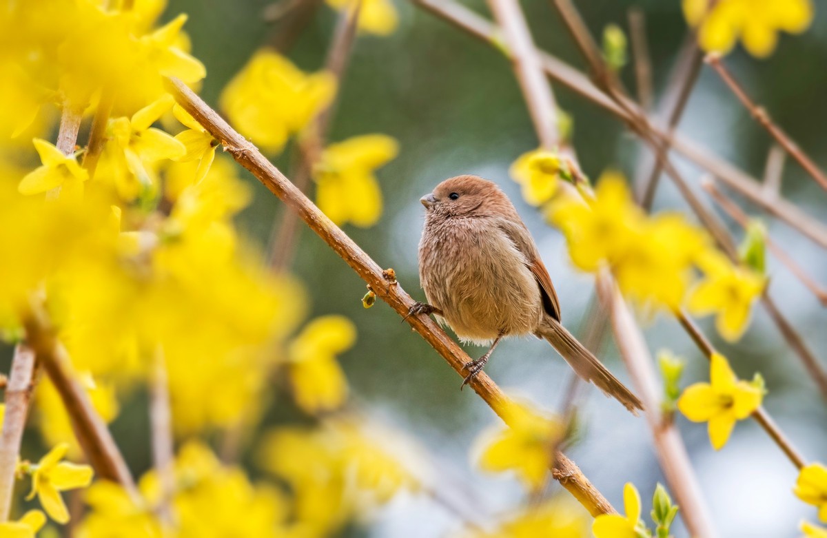 春天的粽头鸦雀（一）