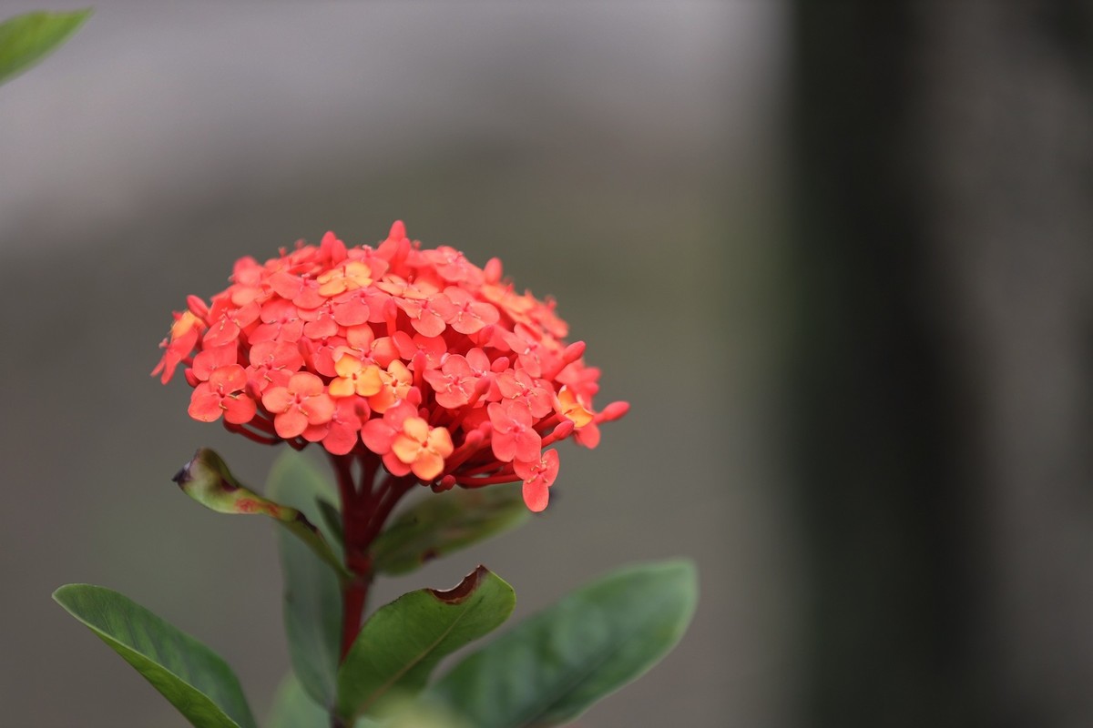 龙船花