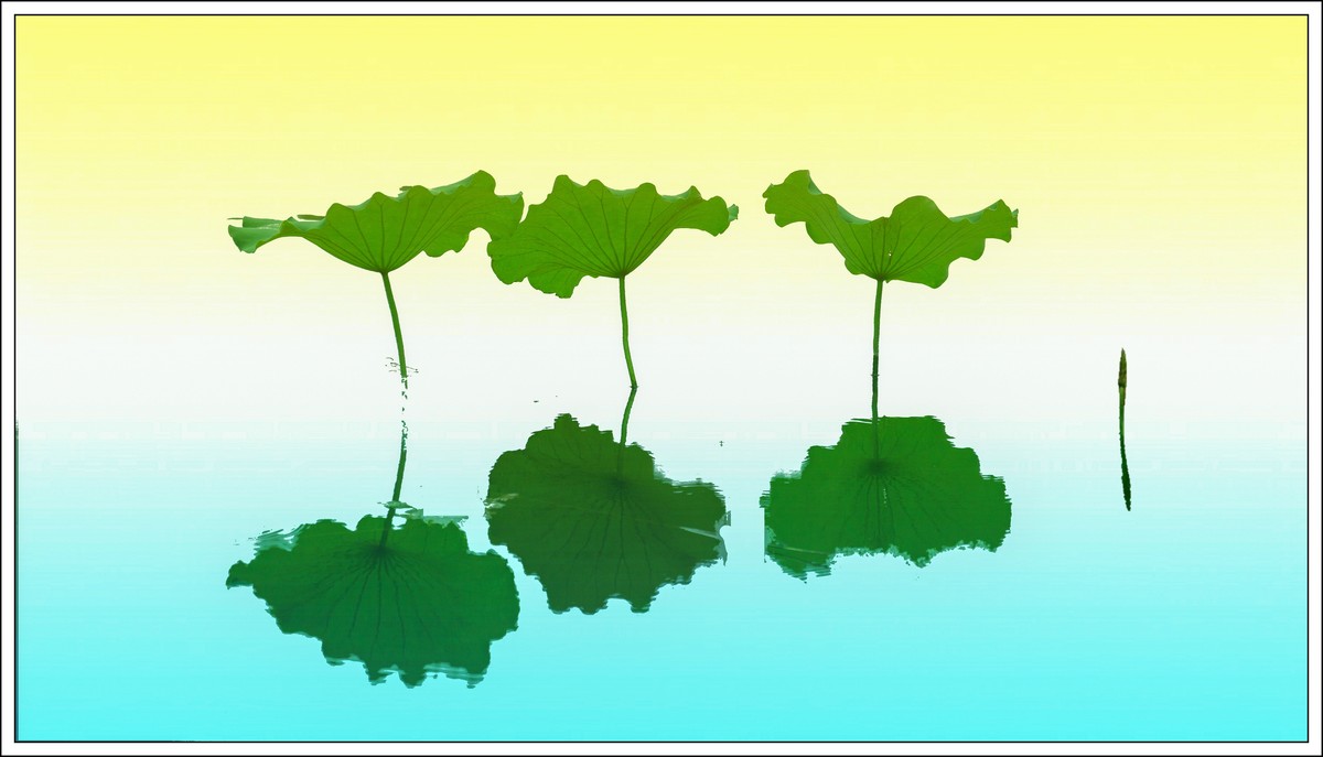 荷花艺术摄影尝试