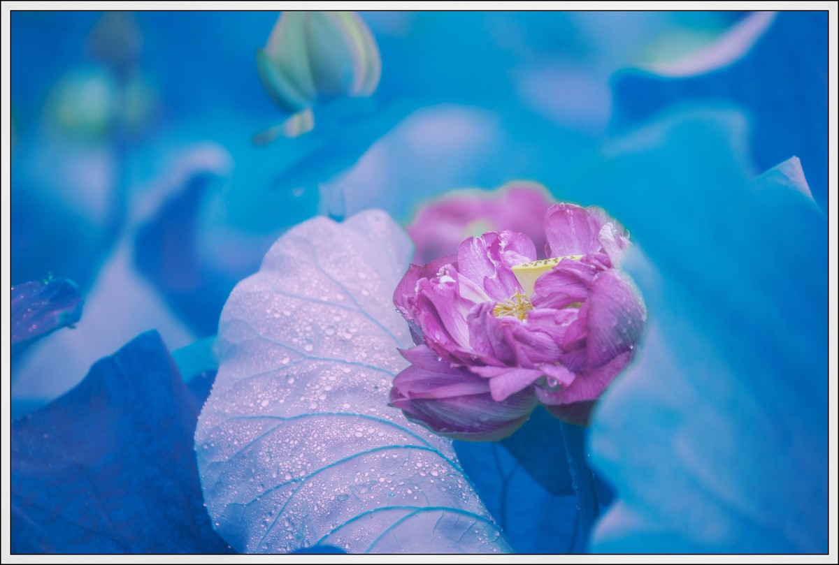 荷花艺术摄影尝试