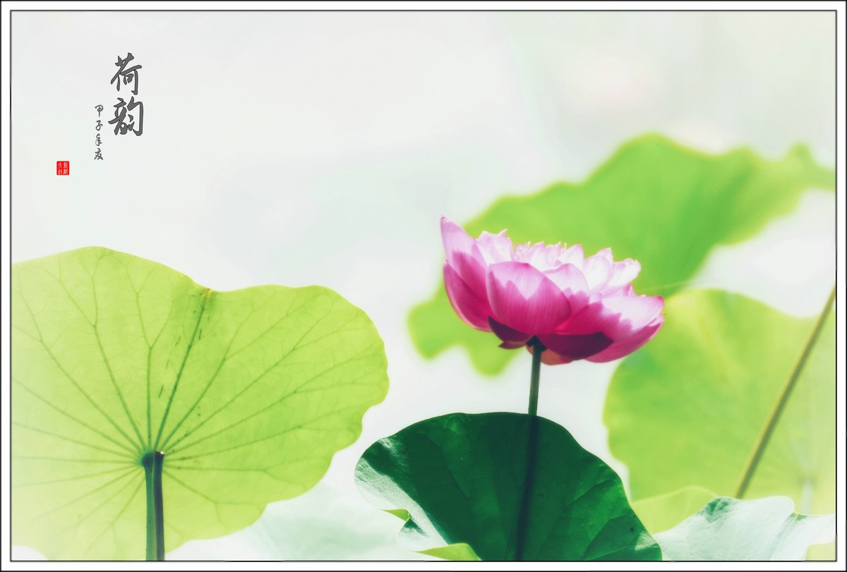 荷花艺术摄影尝试