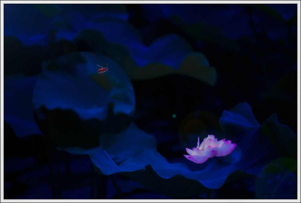 荷花艺术摄影尝试