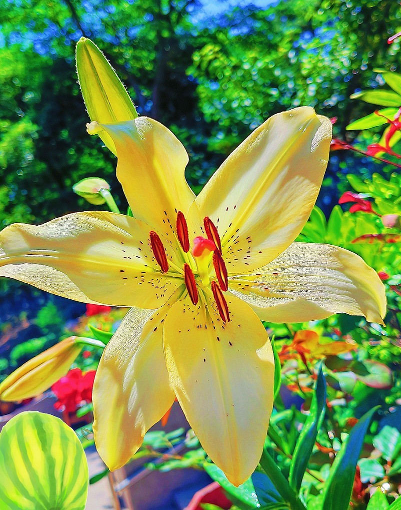 端午节一贴抓拍扫街《古城，花草和美女》片！祝大家节日安康快乐！