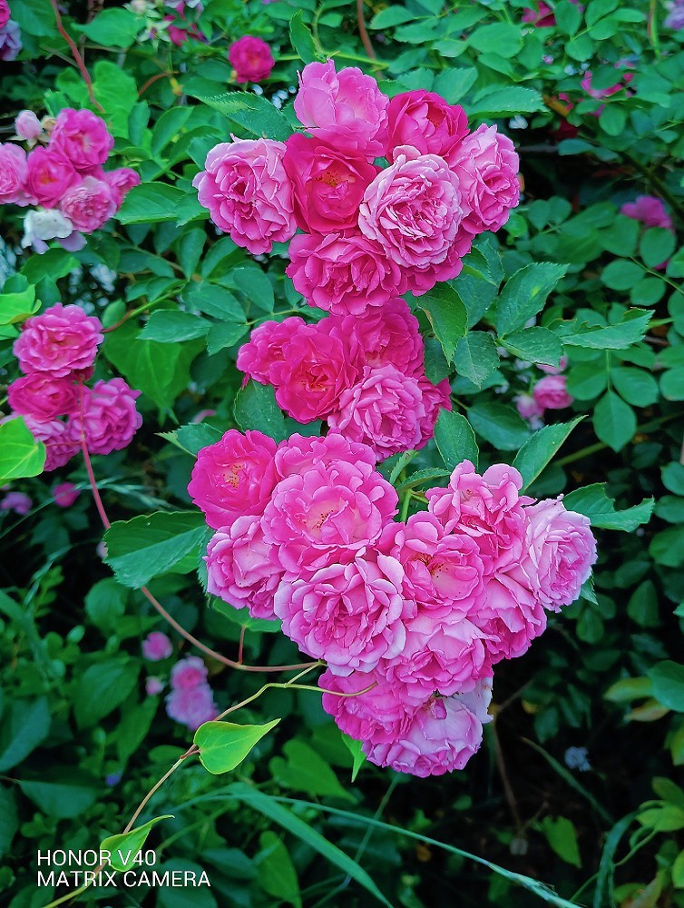 端午节一贴抓拍扫街《古城，花草和美女》片！祝大家节日安康快乐！