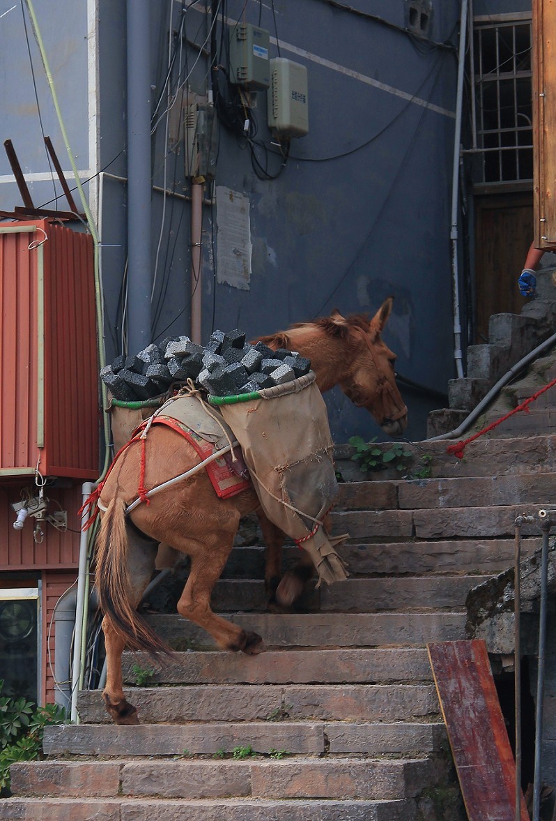 端午节一贴抓拍扫街《古城，花草和美女》片！祝大家节日安康快乐！