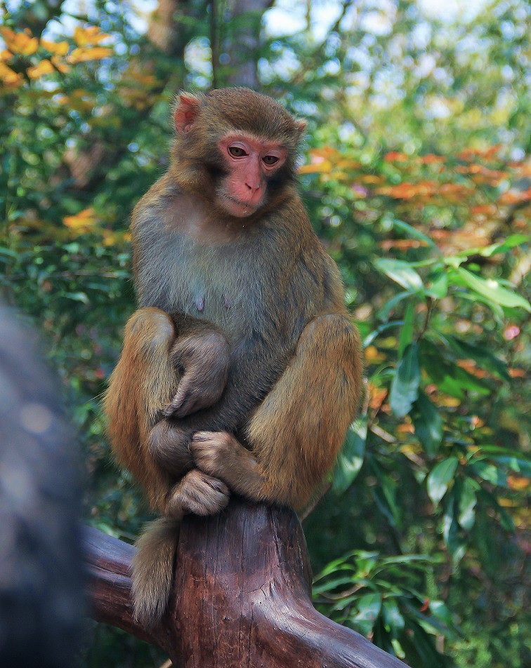 端午节一贴抓拍扫街《古城，花草和美女》片！祝大家节日安康快乐！