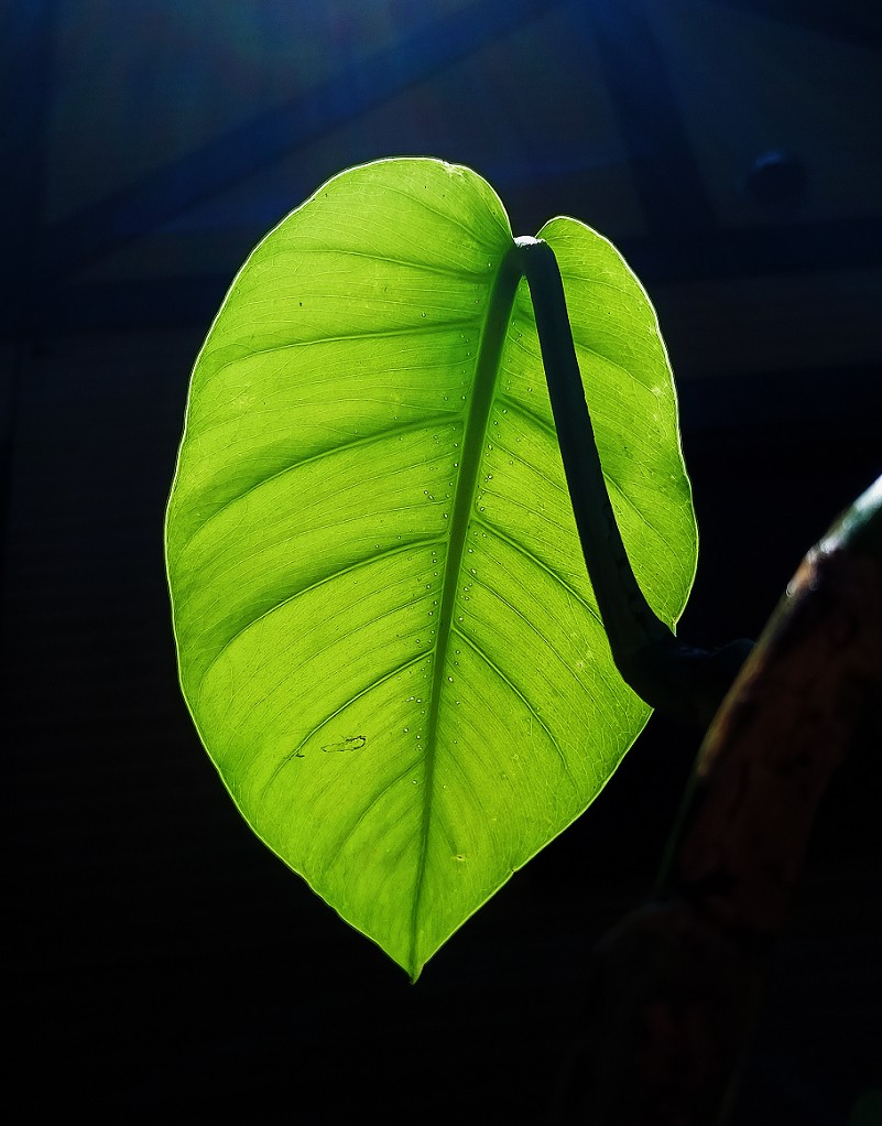 端午节一贴抓拍扫街《古城，花草和美女》片！祝大家节日安康快乐！