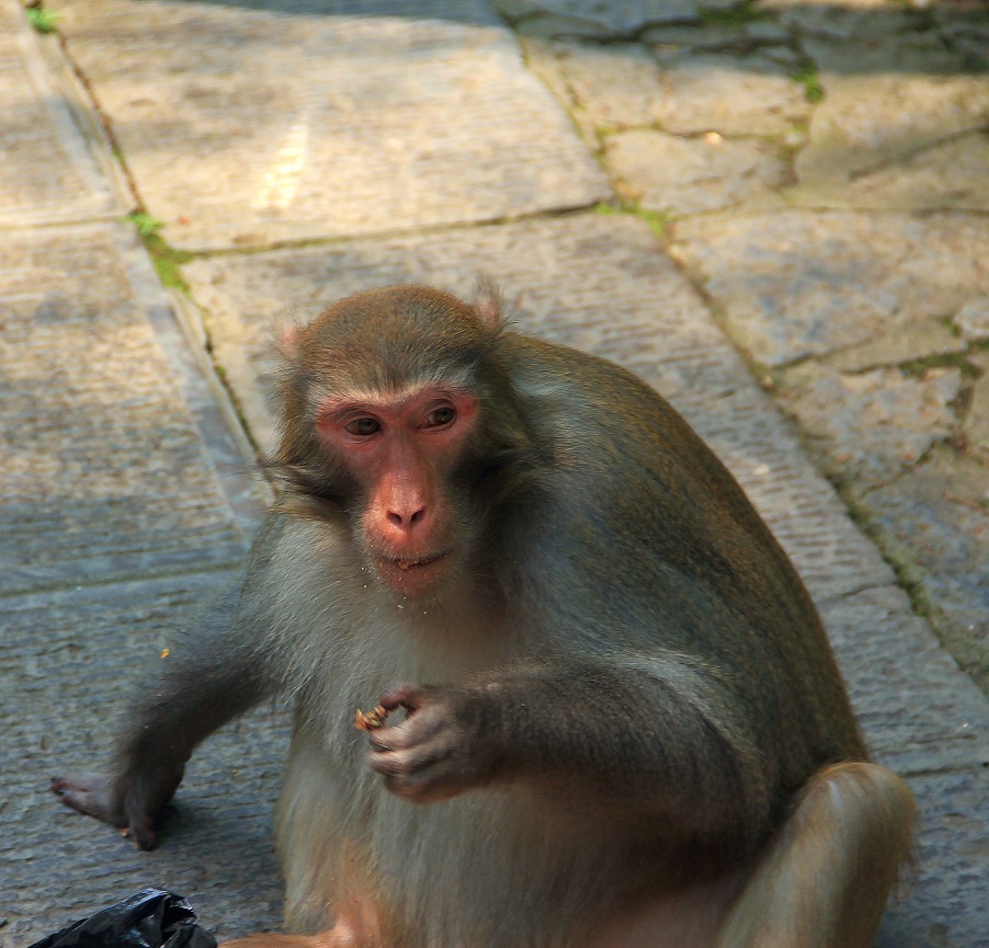 端午节一贴抓拍扫街《古城，花草和美女》片！祝大家节日安康快乐！