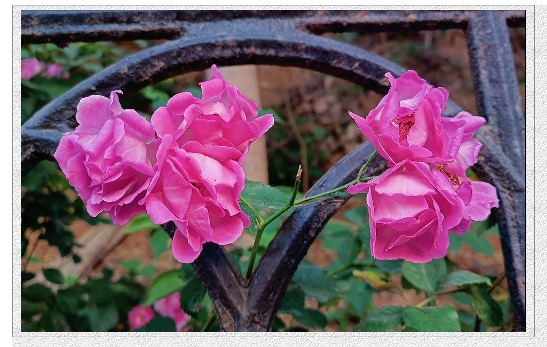 端午节一贴抓拍扫街《古城，花草和美女》片！祝大家节日安康快乐！
